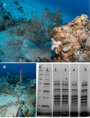 Proteomic Profiling of Black Coral (Antipatharia) Skeleton Reveals Hundreds of Skeleton-Associated Proteins Across Two Taxa